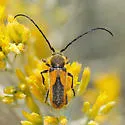 Crossidius punctatus - photo 4