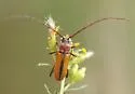 Crossidius suturalis - Crossidius suturalis