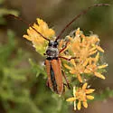 Crossidius suturalis - photo 2