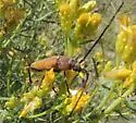 Crossidius suturalis - photo 3