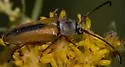 Crossidius suturalis - photo 4