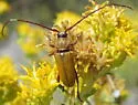 Crossidius suturalis - photo 5