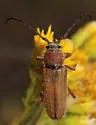 Crossidius testaceus - photo 2