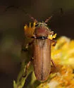 Crossidius testaceus - photo 4