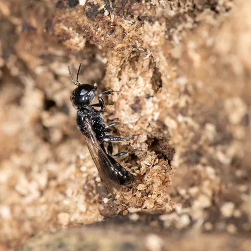 Crossocerus annulipes