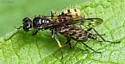 Crossocerus binotatus