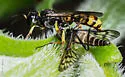 Crossocerus binotatus - photo 2
