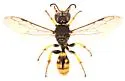 Crossocerus binotatus - photo 3