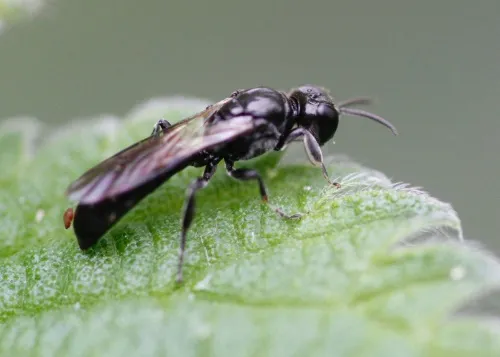 Crossocerus cetratus