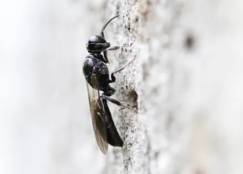Crossocerus cetratus - photo 2