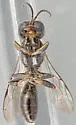 Crossocerus elongatulus - photo 3