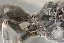 Crossocerus elongatulus - photo 4