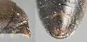 Crossocerus elongatulus - photo 5