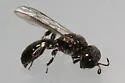 Crossocerus harringtonii