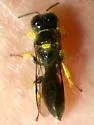 Crossocerus impressifrons