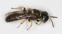 Crossocerus impressifrons - photo 2