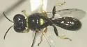 Crossocerus impressifrons - photo 3