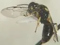 Crossocerus impressifrons - photo 4