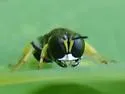 Crossocerus impressifrons - photo 5