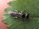 Crossocerus lentus