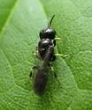 Crossocerus lentus - photo 2