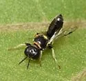 Crossocerus maculiclypeus