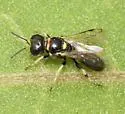 Crossocerus maculiclypeus - photo 2