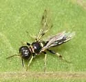 Crossocerus maculiclypeus - photo 3
