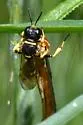 Crossocerus maculipennis