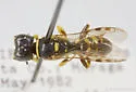 Crossocerus maculipennis - photo 2