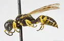 Crossocerus maculipennis - photo 3