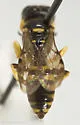 Crossocerus maculipennis - photo 4