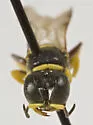 Crossocerus maculipennis - photo 5