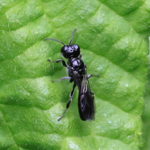 Crossocerus megacephalus