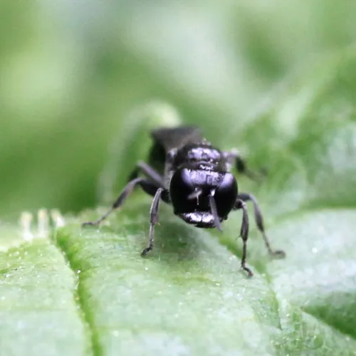 Crossocerus megacephalus - photo 2