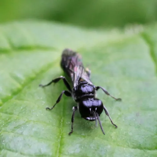 Crossocerus megacephalus - photo 3