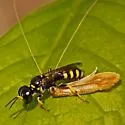 Crossocerus nitidiventris