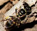 Crossocerus nitidiventris - photo 2
