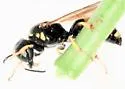 Crossocerus nitidiventris - photo 3