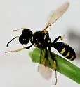 Crossocerus nitidiventris - photo 4