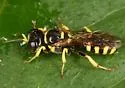 Crossocerus nitidiventris - photo 5