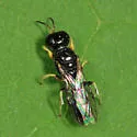 Crossocerus similis