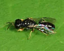 Crossocerus similis - photo 2