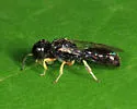 Crossocerus similis - photo 3