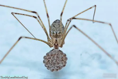 Tailed Cellar Spider - photo 2