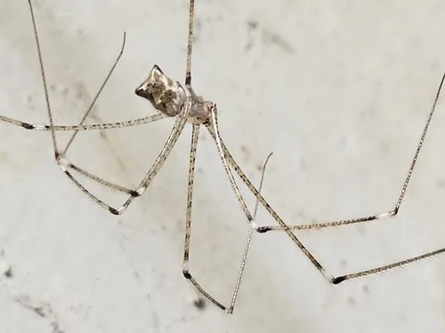 Tailed Cellar Spider - photo 5