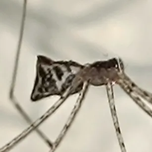 Tailed Cellar Spider - photo 6