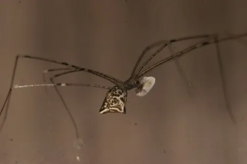Tailed Cellar Spider - photo 7