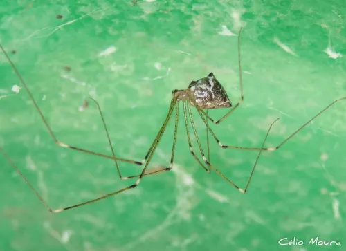 Tailed Cellar Spider - photo 8