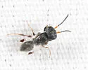 Crovettia nearctica